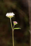 Snow squarestem